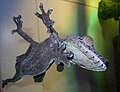 The underside of the Leaf Tailed Gecko clinging to glass