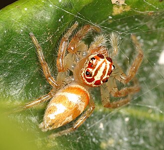 Female Vicirionessa mustela