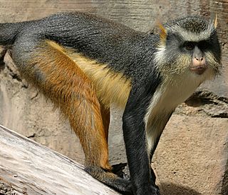 <span class="mw-page-title-main">Wolf's mona monkey</span> Species of Old World monkey