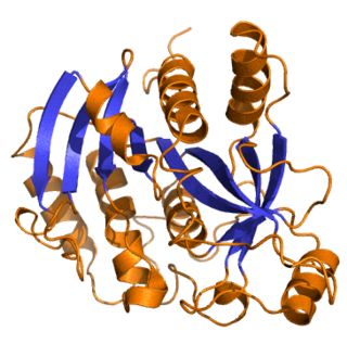 <span class="mw-page-title-main">Purine nucleoside phosphorylase</span> Enzyme