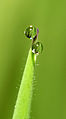 * Nomination Water droplets on grass --ComputerHotline 10:59, 16 May 2013 (UTC) * Promotion Good quality. --LC-de 13:18, 16 May 2013 (UTC)