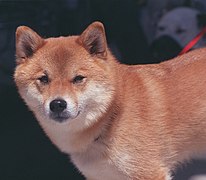 A Shiba Inu.jpg