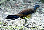 Albert's lyrebird.jpg