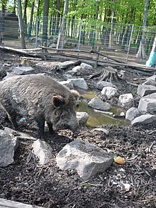 Ibrido cinghiale-maiale