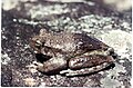 Image 45This frog changes its skin colour to control its temperature. (from Animal coloration)