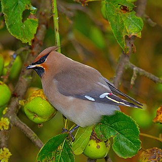 <span class="mw-page-title-main">Bohemian waxwing</span> Passerine bird from Eurasia and North America