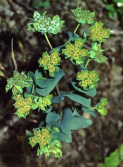 Pyöröjänönputki (Bupleurum rotundifolium)