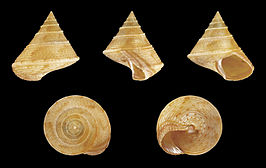 Calliostoma granulatum