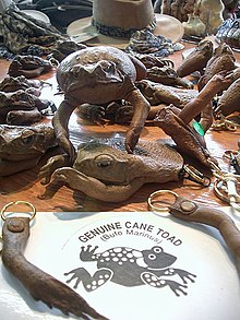 Cane toad merchandise Cane Toad Products.jpg