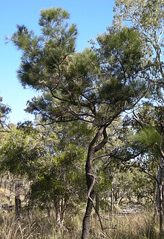 Description de l'image Casuarina torulosa.jpg.