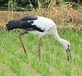 Male (J0048) Maibara, Shiga prefecture, Japan