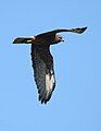 Swamp harrier