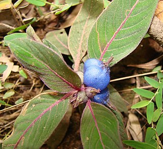 <i>Coccocypselum</i> Genus of flowering plants in the coffee family Rubiaceae