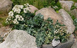 Pajūrinė balža (Crambe maritima)