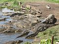 Crocodylus rhombifer