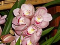 Un nouveau Cymbidium très fleuri acheté le 30 décembre 2008