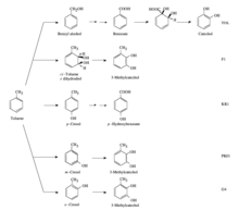 Divergent Pathways for the Aerobic Degradation of Toluene Degradazione toluene.png