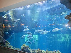 Dubai Aquarium and underwater Zoo (Ank Kumar, Infosys) 07.jpg