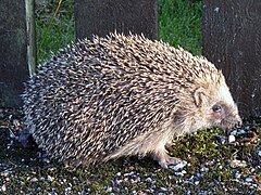 Hérisson commun Erinaceus europaeus Erinaceidae