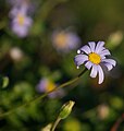 Felicia Amelloides Jardin Alpin du Jardin des Plantes, Paris.