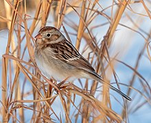 Field sparrow in CP (41484) (cropped)