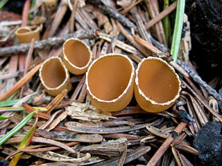 <i>Geopyxis carbonaria</i> Species of fungus