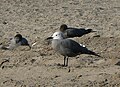 Qiwlla: Larus modestus