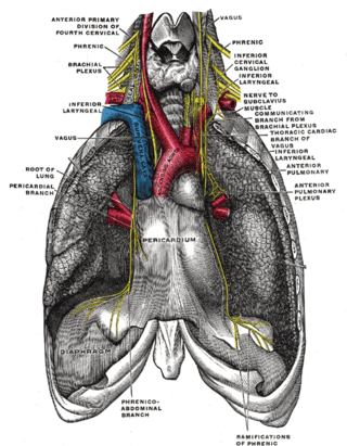 <span class="mw-page-title-main">Diaphragm pacing</span>