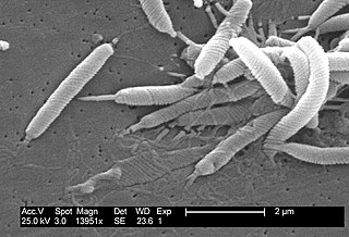 <i>Helicobacter</i> Genus of bacteria