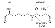 Thumbnail for Isopeptide bond