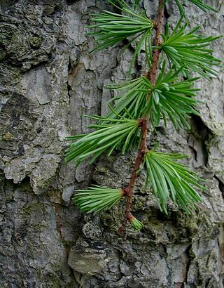 <i>Larix kaempferi</i> Species of conifer in the pine family Pinaceae