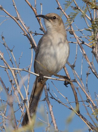 <span class="mw-page-title-main">LeConte's thrasher</span> Species of bird