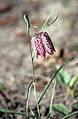 Fritillaria spec.