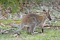 Image 3 Bennett's Wallaby Photo: JJ Harrison A juvenile Bennett's Wallaby (Macropus rufogriseus rufogriseus), a subspecies of the Red-necked Wallaby, on Maria Island, east of Tasmania. Red-necked Wallabies can be found in the more temperate and fertile parts of eastern Australia. They can weigh 13.8 to 18.6 kg (30 to 41 lb) and attain a head–body length of 90 cm (35 in), with the island version slightly smaller. More selected pictures