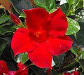 Mandevilla 'Crimson'