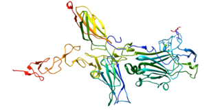 <span class="mw-page-title-main">Netrin 1</span> Protein-coding gene in the species Homo sapiens