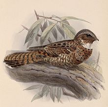 Nyctiphrynus yucatanicus 1902.jpg