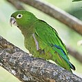 Aratinga maculata (cat.)