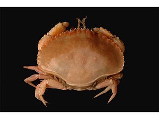 <span class="mw-page-title-main">Pie crust crab</span> Species of crab