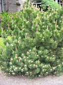 Pinus mugo var. mughus (Scop.) Zenari