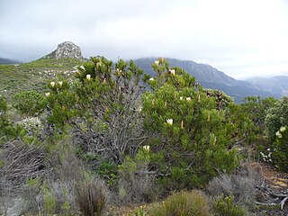 <i>Protea</i> genus of plants