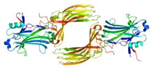 Protein ARRB1 PDB 1g4m.png