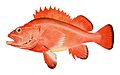 31 Commons:Picture of the Year/2011/R1/Red rockfish.jpg