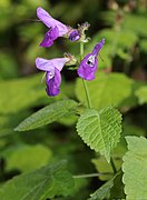 Salvia glabrescens