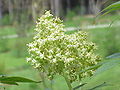 Sambucus racemosa, flowers