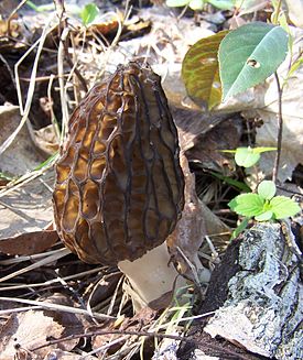 Պայուսակավոր սնկեր (Morchella conica)