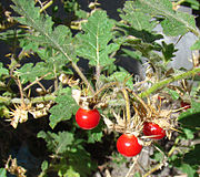 Solanum sisymbriifolium (Litschi-Tomate)