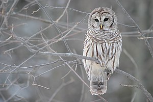 Barred Owl