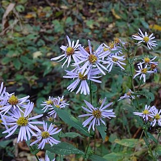 <i>Symphyotrichum prenanthoides</i> Species of flowering plant in family Asteraceae