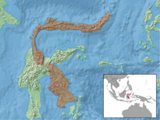 Celebes rat species of mammal